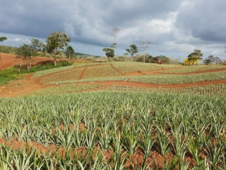 Colorada Fresh Pineapples Farm