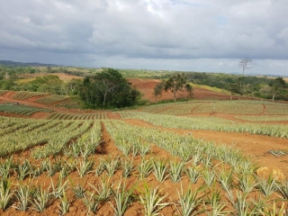 Colorada Fresh Pineapples Farm