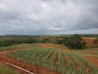 Colorada Fresh Pineapples Farm