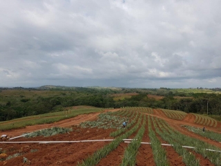 Colorada Fresh Pineapples Farm
