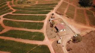 Colorada Fresh Pineapples Farm