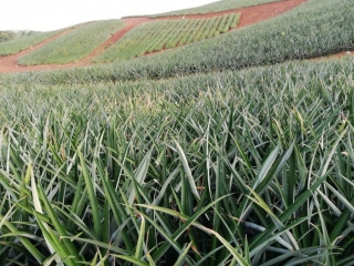 Colorada Fresh Pineapples Farm