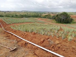 Colorada Fresh Pineapples Farm