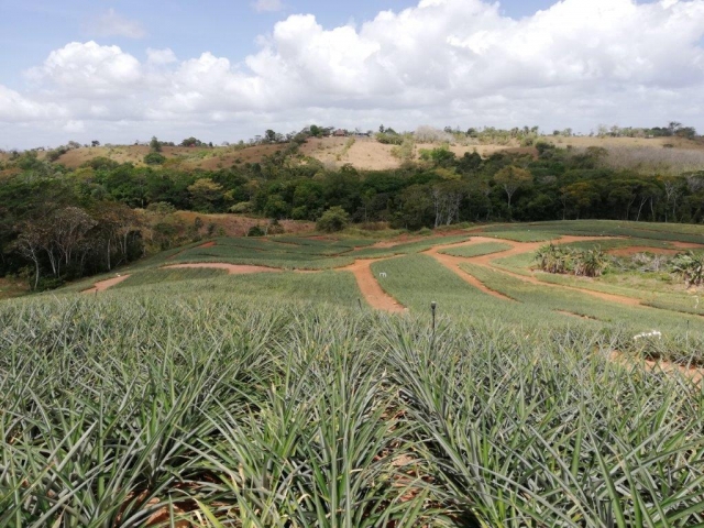 Colorada Fresh Pineapples Farm