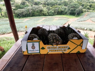 Colorada Fresh Pineapples Boxes
