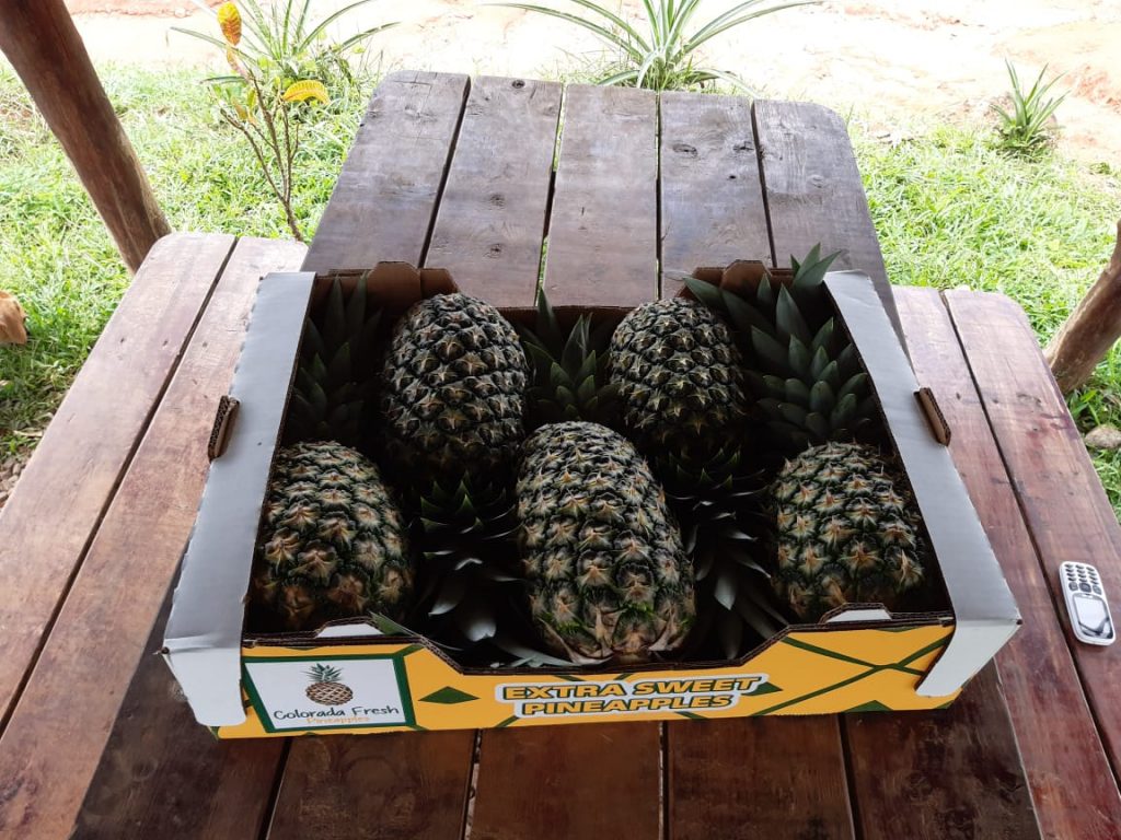 Colorada Fresh Pineapples Boxes