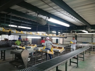 Colorada Fresh Pineapples in Packhouse for Export
