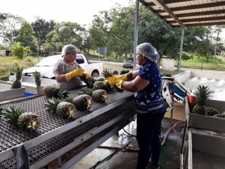 Colorada Fresh Pineapples in Packhouse for Export