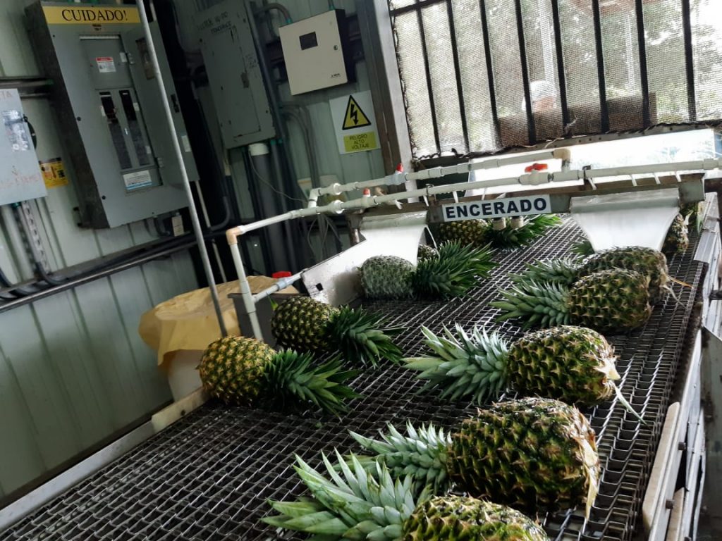 Colorada Fresh Pineapples in Packhouse for Export