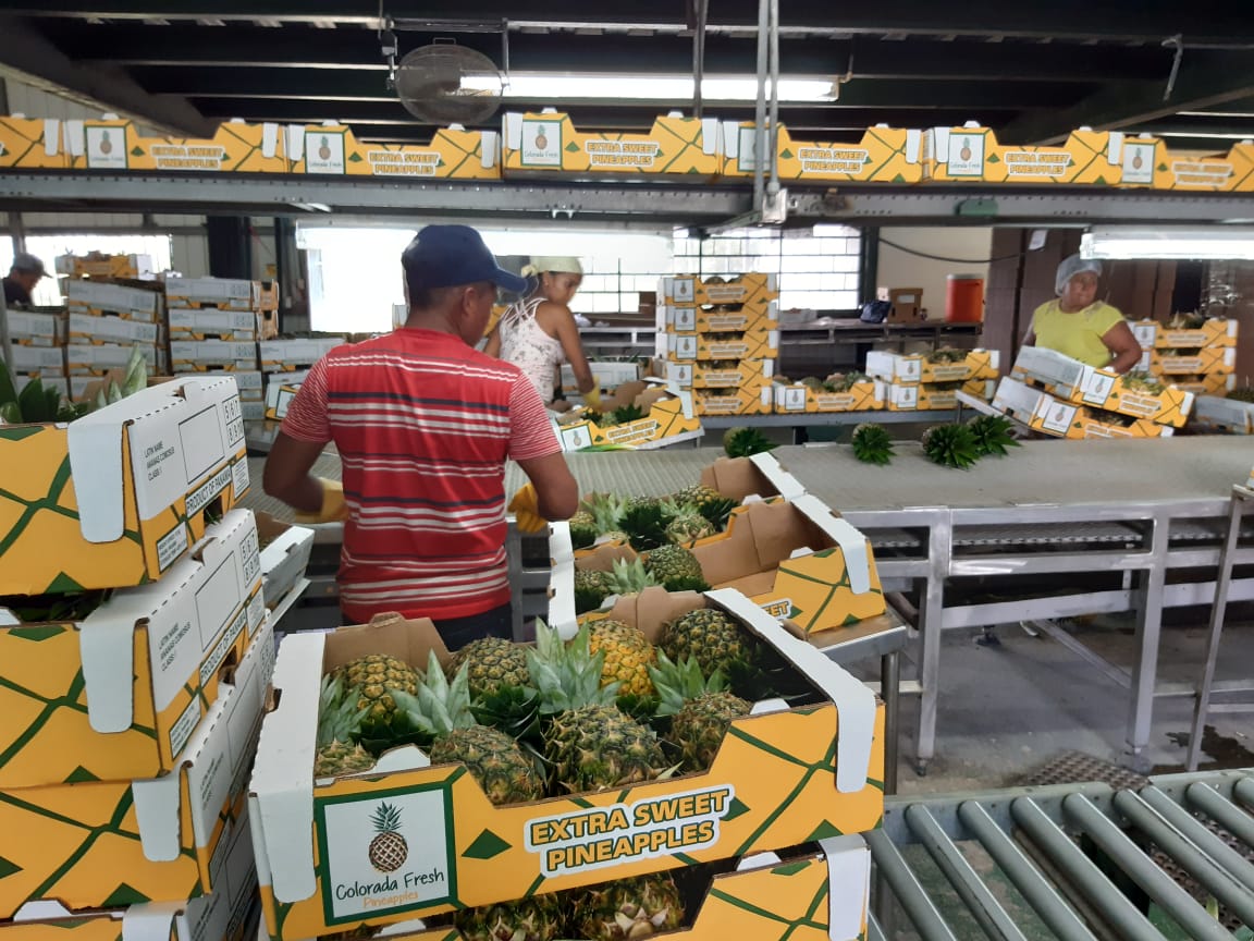 Colorada Fresh Pineapples in Packhouse for Export