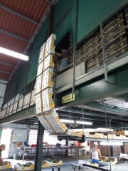 Colorada Fresh Pineapples in Packhouse for Export