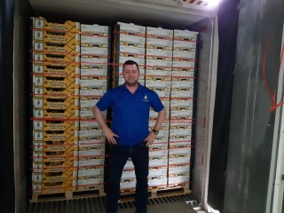Colorada Fresh Pineapples in Packhouse for Export