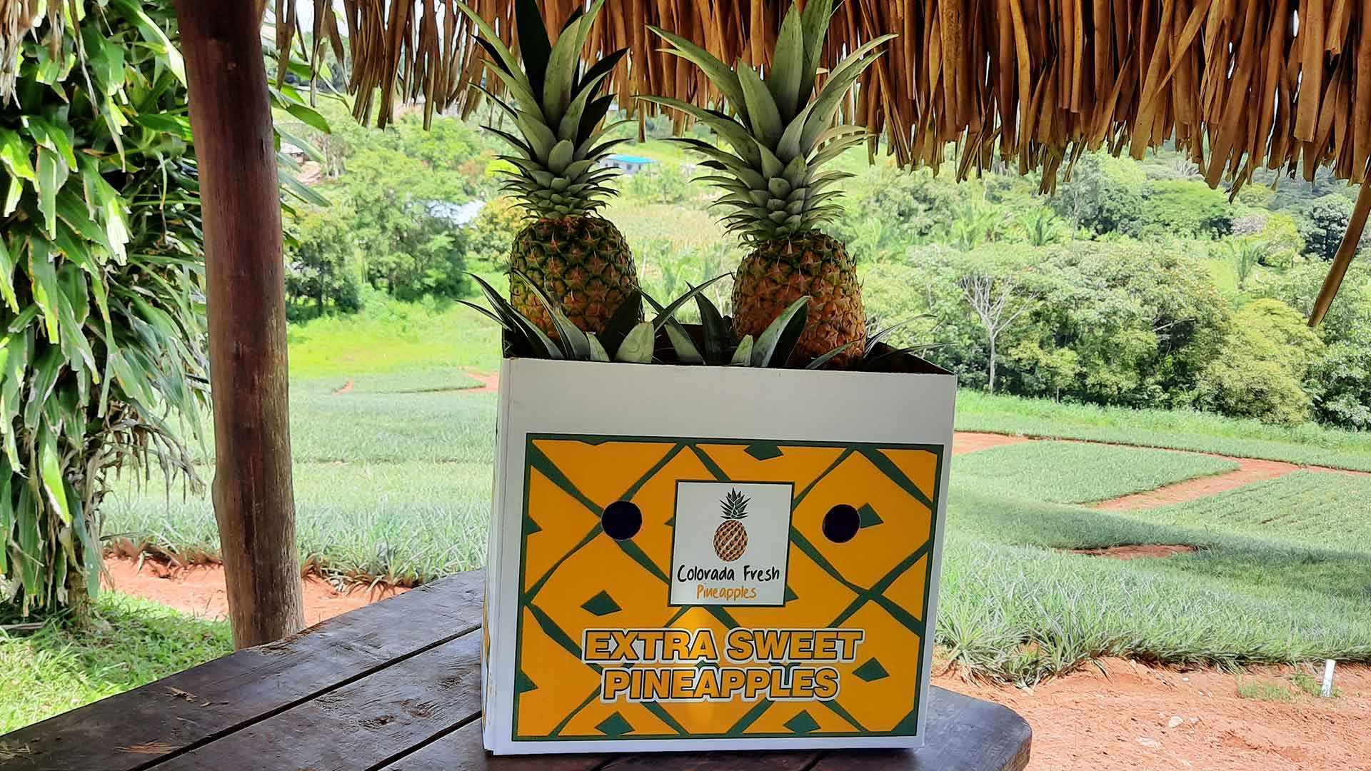 Colorada Fresh Pineapples