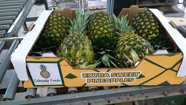 Colorada Fresh Pineapples box in packhouse