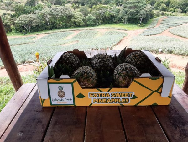 Colorada Fresh Pineapples boxes on farm