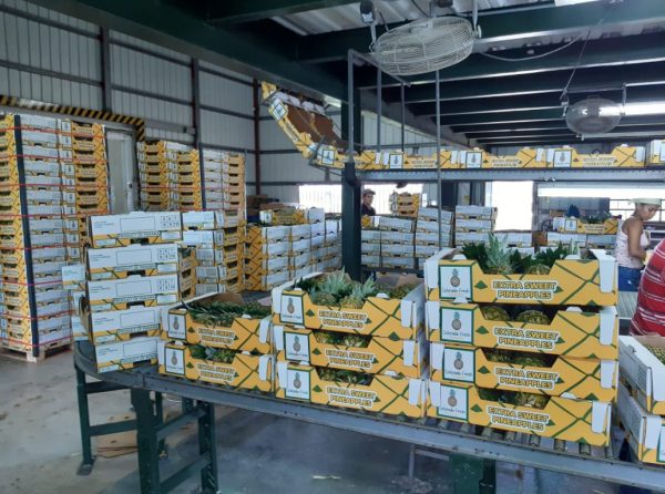 Colorada Fresh Pineapples boxes in packhouse